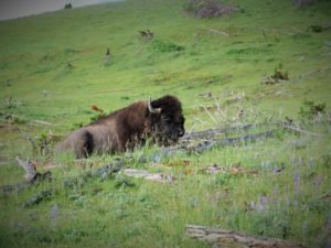 bison Yellowstone