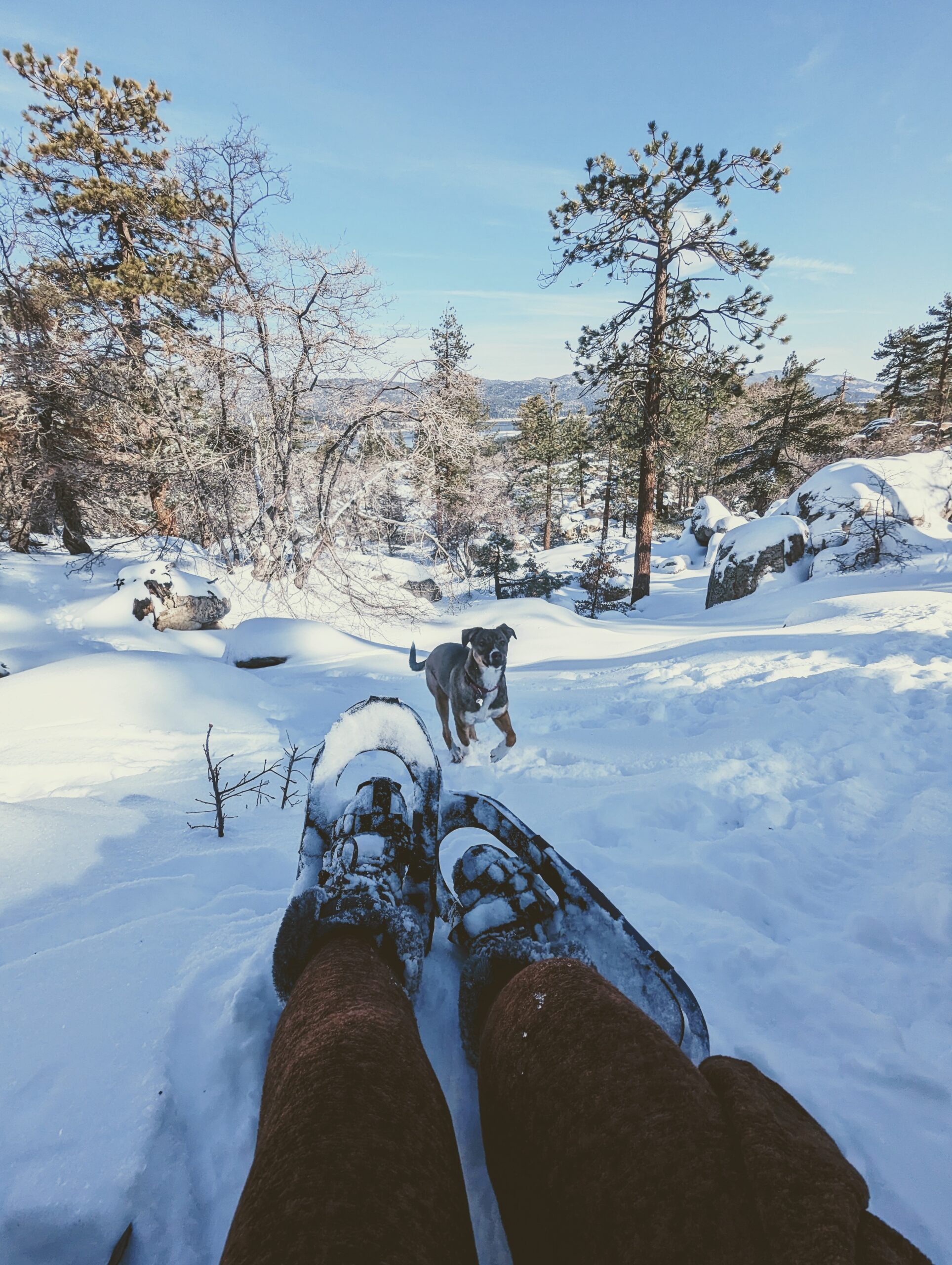 The Best Things To Do With A Dog In Big Bear Lake The Hungry Mountaineer