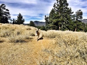 Trail dog-pups-outdoor fitness