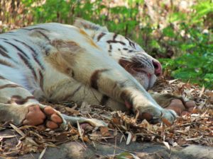 tigers-jungle safari