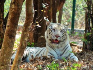 tigers-India