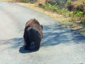 tigers-bear-India