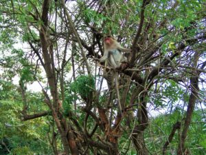 my secret place in India-monkey