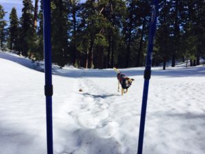 Snowshoe-dog-Big bear-Valentine's Day