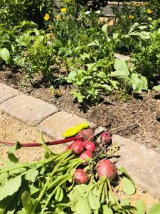 community garden tips.