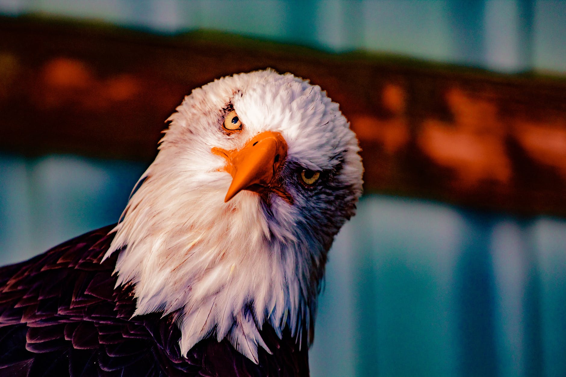 Big Bear bald eagle eggs expected to hatch soon; how to watch