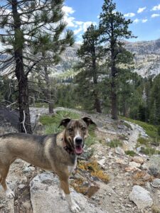 the best Lake Tahoe dog-friendly hikes