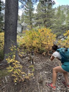 the best Lake Tahoe dog-friendly hikes