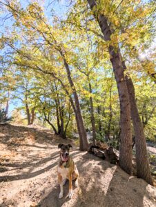 fall colors in Big Bear